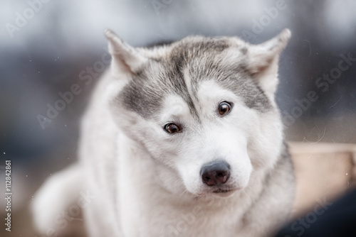 A Siberian Husky dog shakes off water