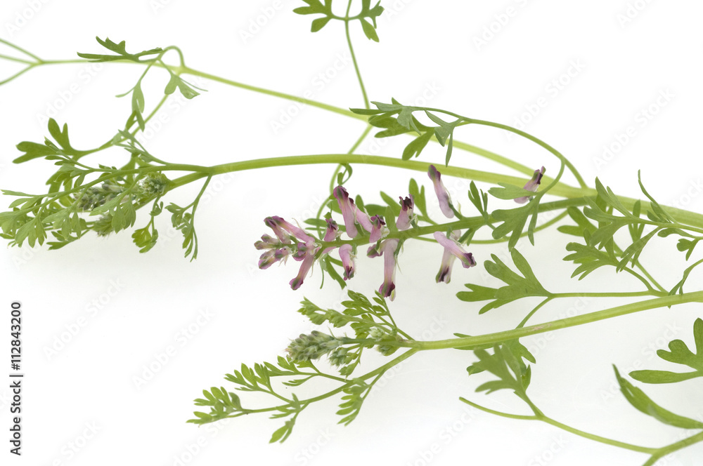 Erdrauch; Fumaria, Officinalis, Heilpflanze Erdrauch; Fumaria, Officinalis, Heilpflanze