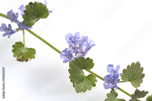 gundelrebe, glechoma, hederacea, bluete photo