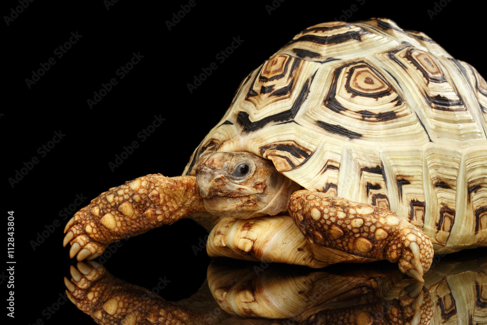 Naklejka premium Leopard tortoise albino,Stigmochelys pardalis turtle with white shell on Isolated Black Background