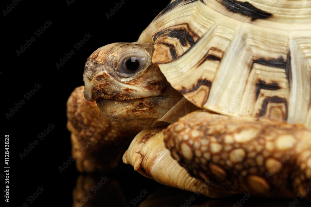 Naklejka premium Closeup Leopard tortoise albino,Stigmochelys pardalis turtle with white shell on Isolated Black Background