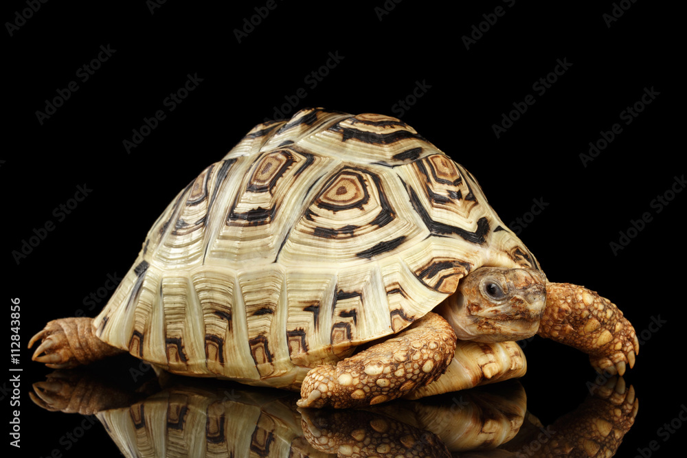 Fototapeta premium Leopard tortoise albino,Stigmochelys pardalis turtle with white shell on Isolated Black Background