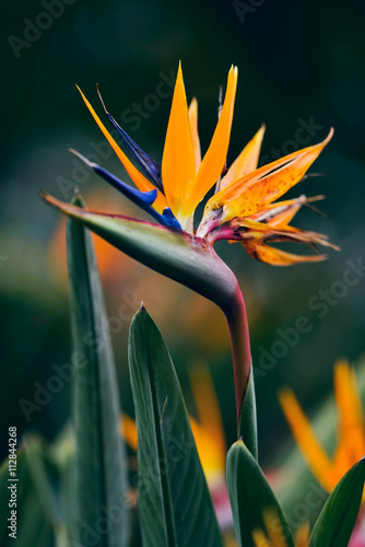 Close-up of blossoming strelitzia flower during spring photo