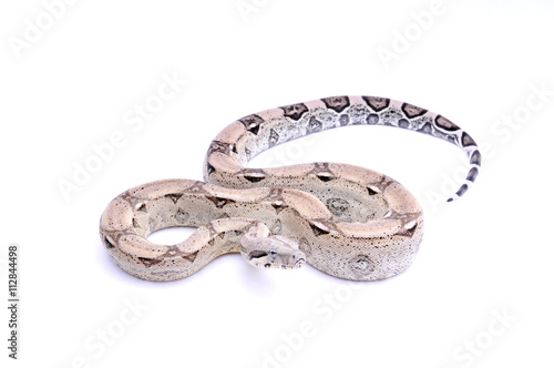 Boa constrictor imperator anery