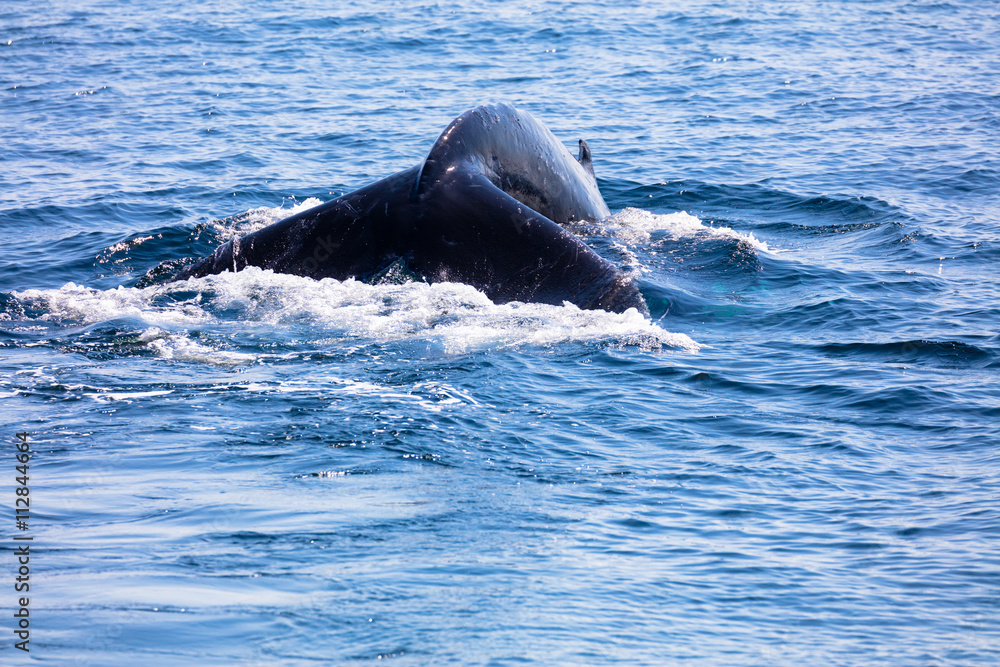 Obraz premium Whale tail , cape cod, cape cod