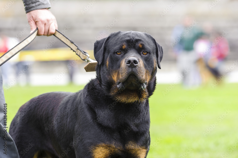rottweiler leash