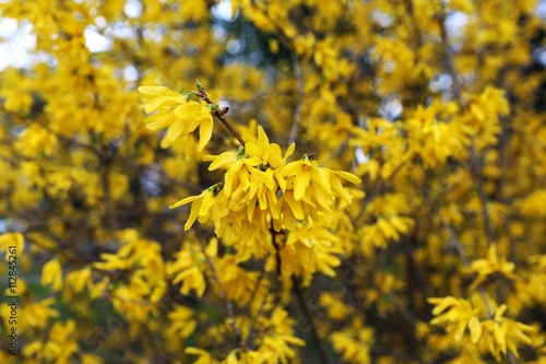 Obraz na plátne Yellow forsythia blossom