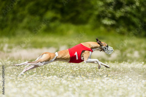 Valokuva Sighthounds lure coursing competition