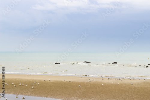 Sea gulls on the beach © Kurt Pacaud