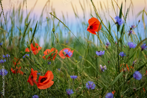 Fototapeta Naklejka Na Ścianę i Meble -  Poppy and cornflowers on a summer meadow