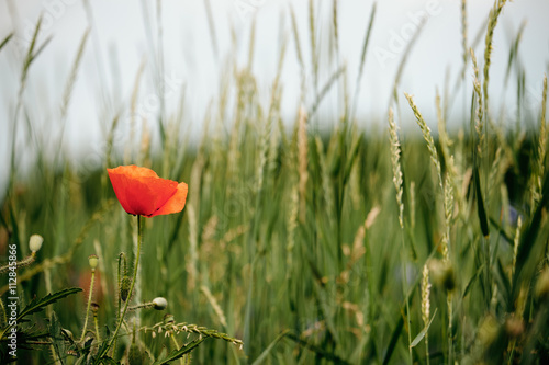 Poppy on a summer meadow background