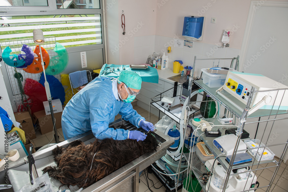 Le vétérinaire chirurgien effectue un détartrage et des soins dentaires