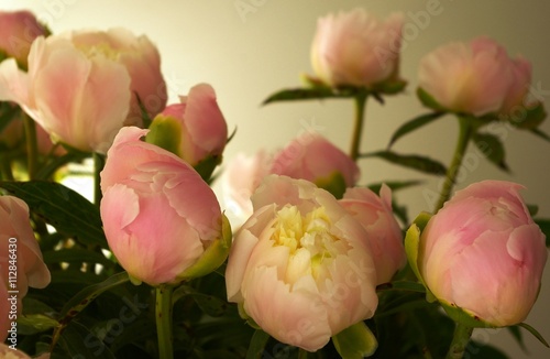 light pink peony prior opening