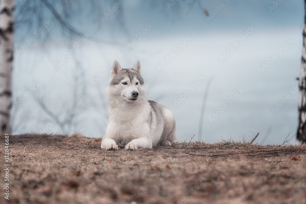 Portrait of a close-up dog Siberian Husky Portrait of a close-up dog Siberian Husky