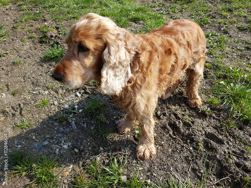 Cocker; Spaniel; Hund, Saeugetier