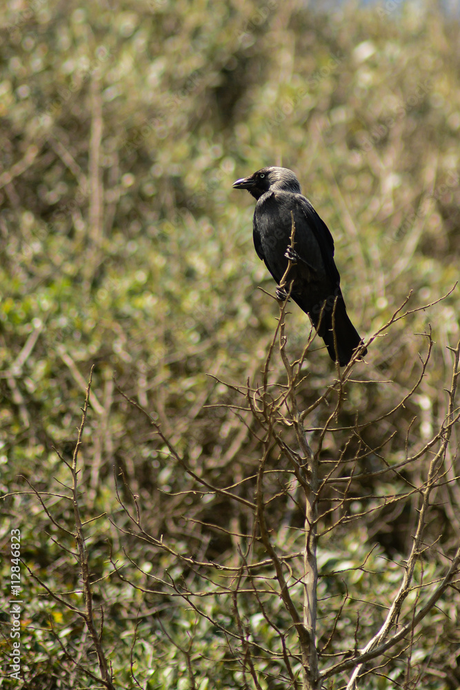 taccola (Corvus monedula) su cespuglio taccola (Corvus monedula) su cespuglio