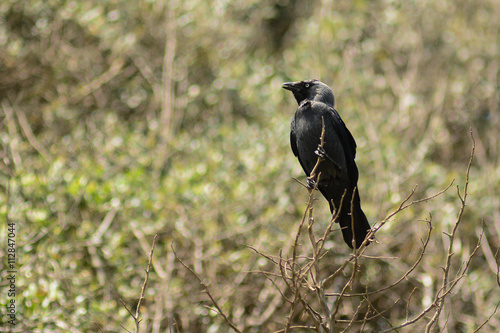 taccola  Corvus monedula  su cespuglio