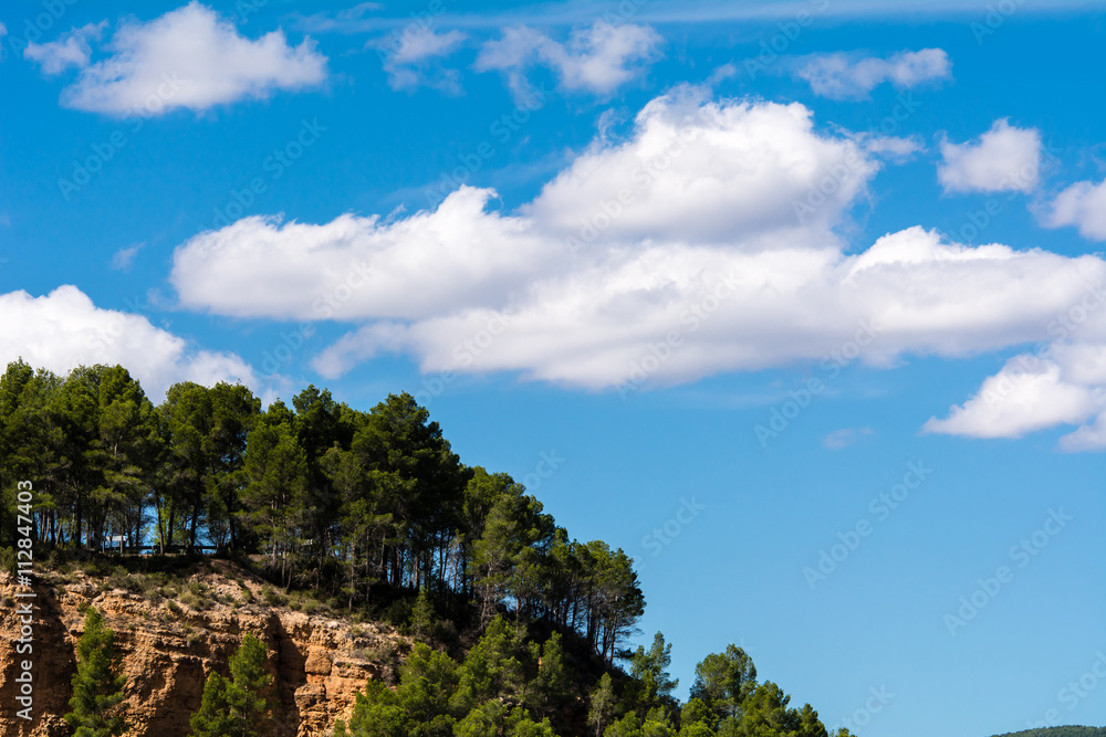 Obraz premium Arboleda bajo un cielo azul con nubes