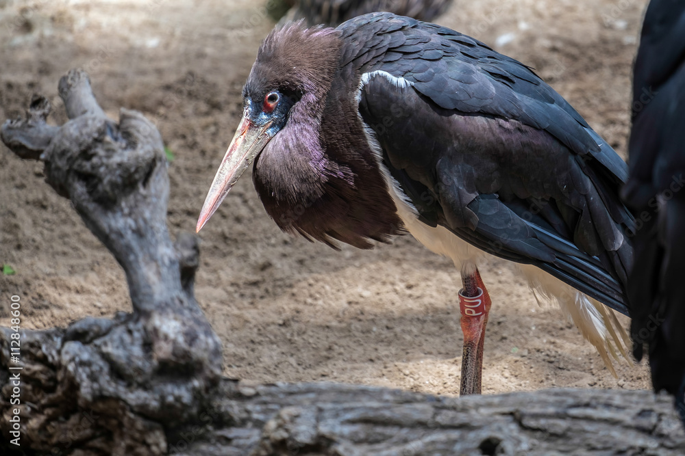 Fototapeta premium Abdim's Stork at the Bioparc in Fuengirola