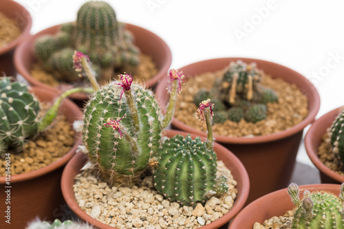 Lobivia Cactus with flower after pollination