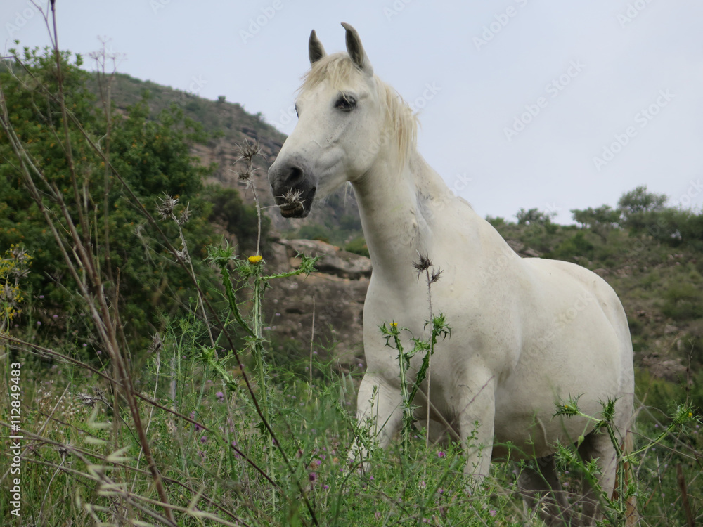 Fototapeta premium White horse in field