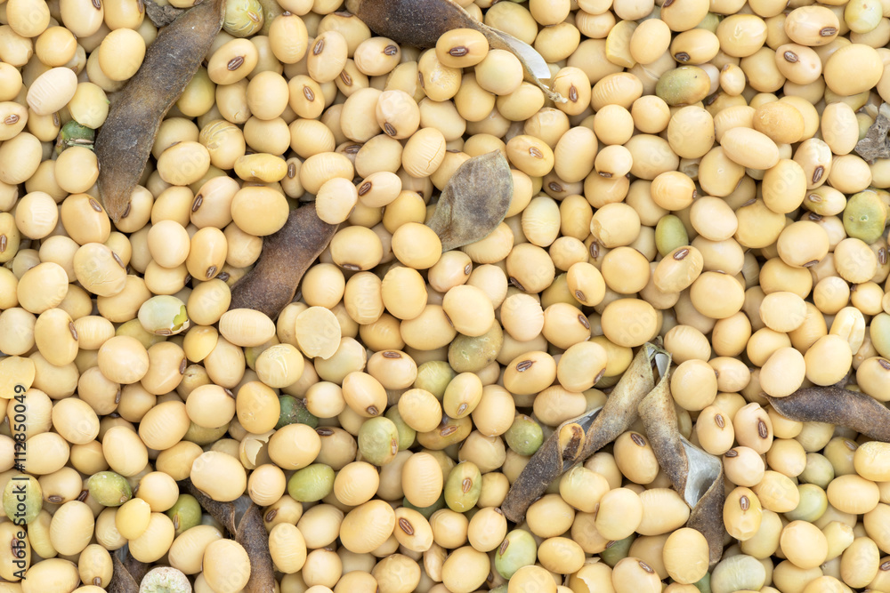 Soy bean seed for background and texture, havasted soy bean organic