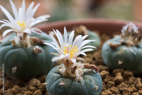 Pink flower of Lophophora cactus in close-up photo