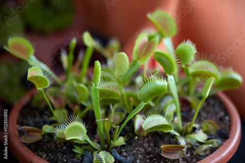 Tableau sur Toile Venus flytrap, carnivorous plant dionaea in pot