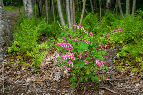 Bleeding Heart in a woodland garden