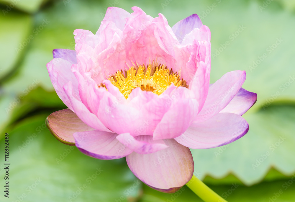 Pink water lily or lotus flower.