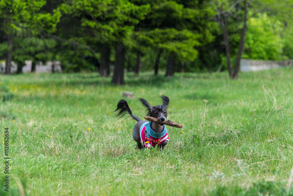 Fototapeta premium Chinese crested dog is running on green grass carrying a stick