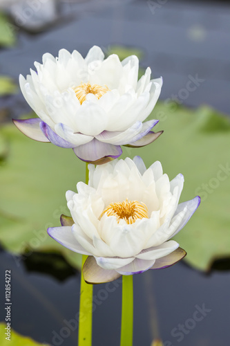 White and blue water lily or lotus flower.