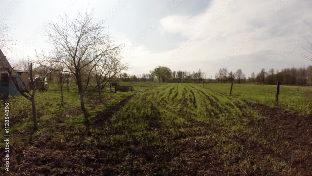 Rows of Seedlings on Field Next to House and Several Trees Panorama From Left to Right Rows of Seedlings on Field Next to House and Several Trees Panorama From Left to Right