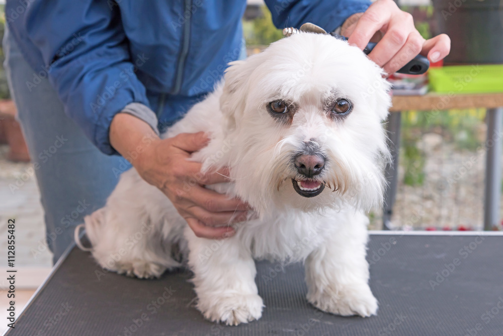 Obraz premium Combing the head of white Maltese dog