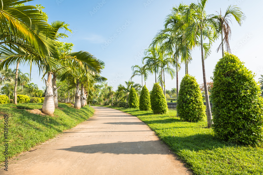 Landscape with jogging track at green park , Tree palm at green garden with jogging track and no people