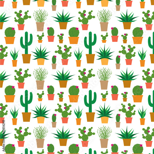 cactus in pots