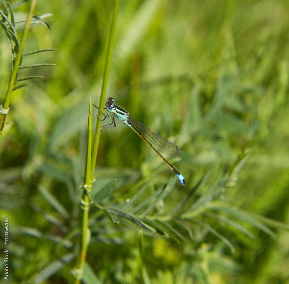 Dragonfly Dragonfly