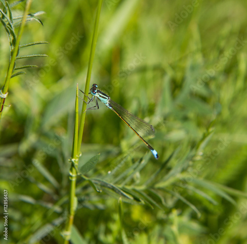 Dragonfly