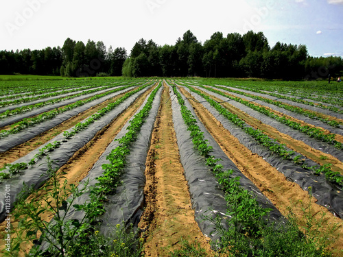 The young strawberry bushes in the beds beneath the black tape on the strawberry farm