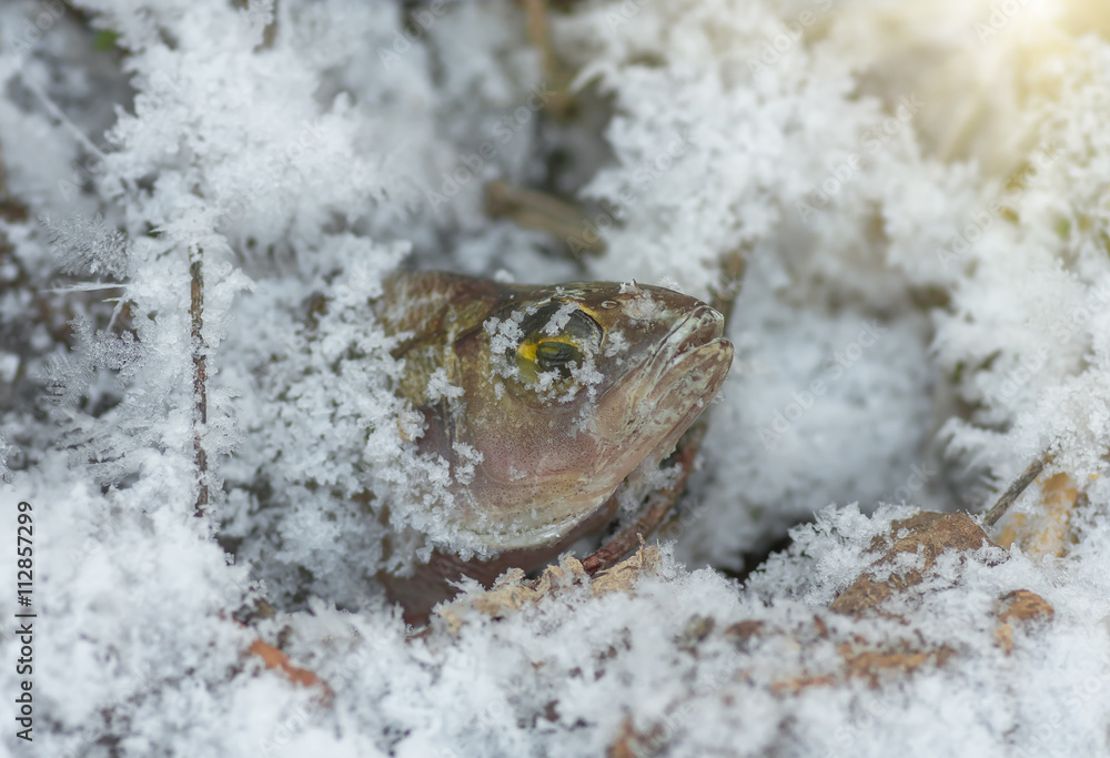 Fish perch in winter