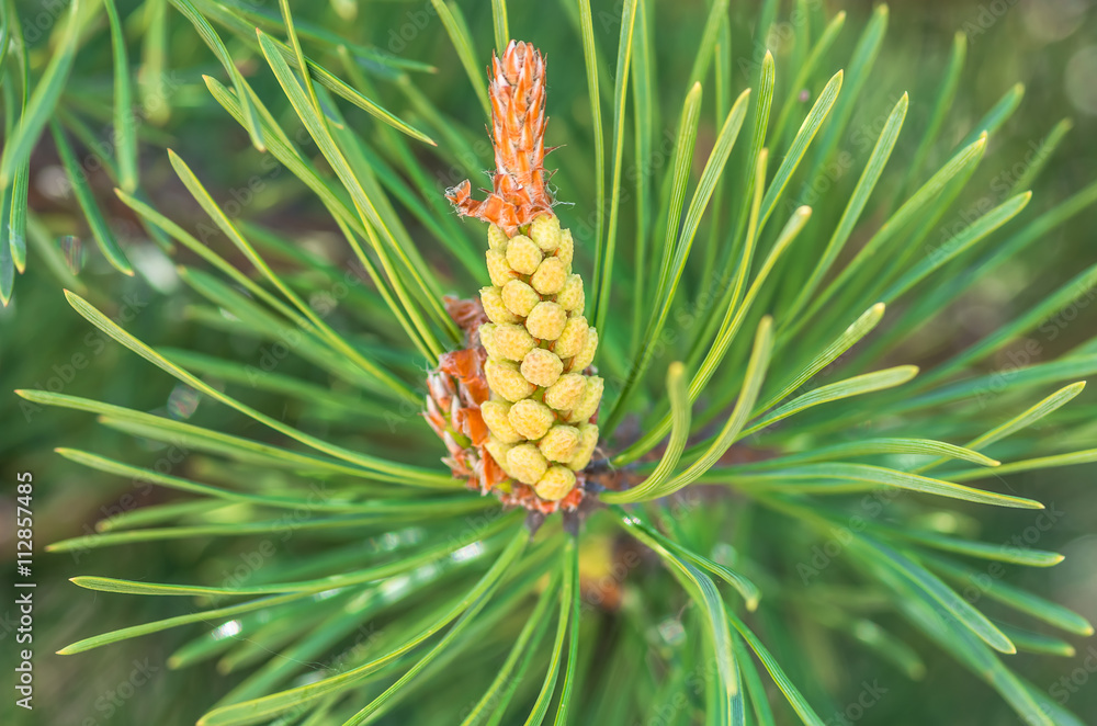 Blooming pine close-up.