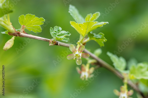 Gooseberries flowers on a branch