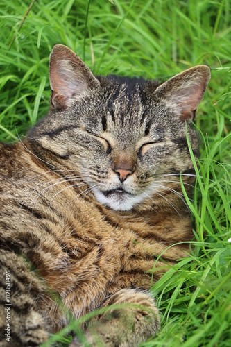 Müde Hauskatze schläft im Gras