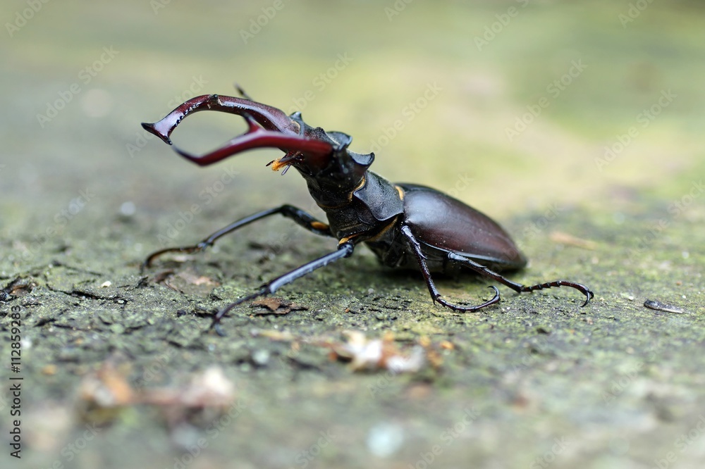 Hirschkäfer Hirschkäfer