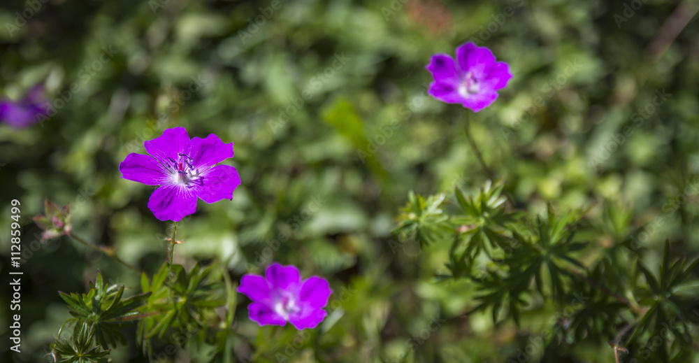 Obraz premium FLOWER