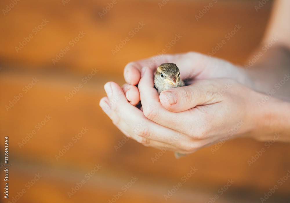 Young Bird Nestling House Sparrow In Female Hands
