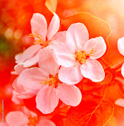 spring landscape. Flowering apple tree. Spring flowering garden.