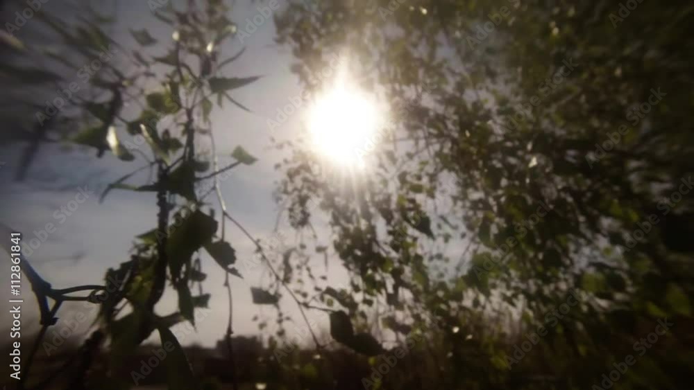 Birch Foliage Sways in Wind in Sunshine Close up Birch Foliage Sways in Wind in Sunshine Close up
