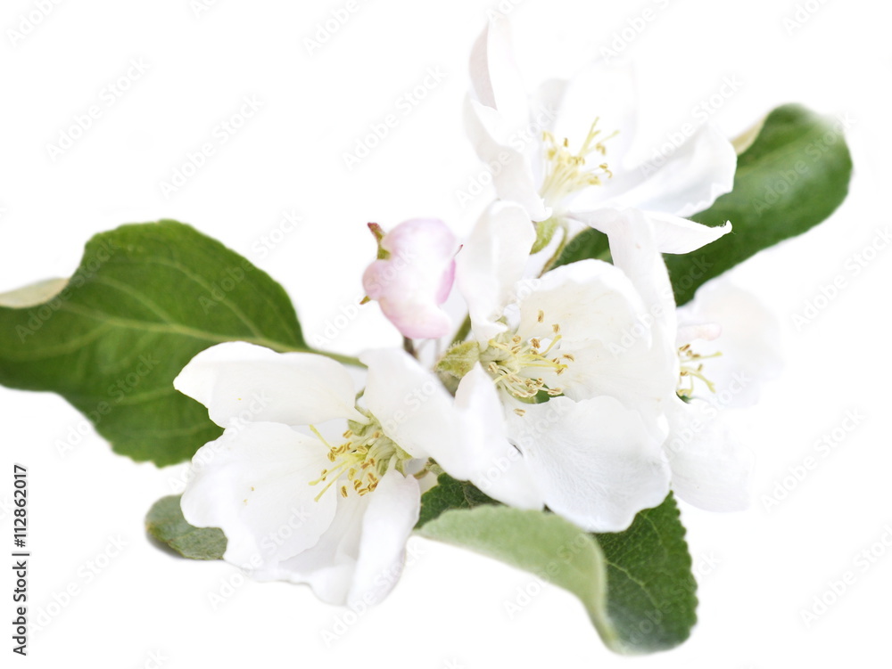 Apple blossom on white background Apple blossom on white background