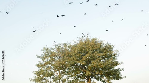 Crows fly away from a tree 